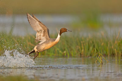 Bird flying over lake