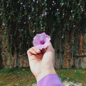 Cropped hand of woman holding purple flower at park
