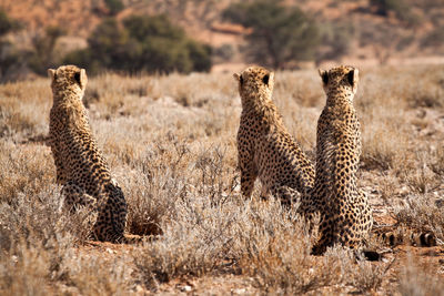 Cheetahs sitting by plants