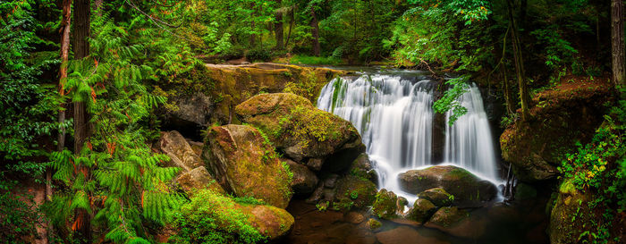 Scenic view of waterfall in forest