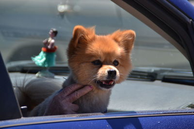 Close-up of dog in car