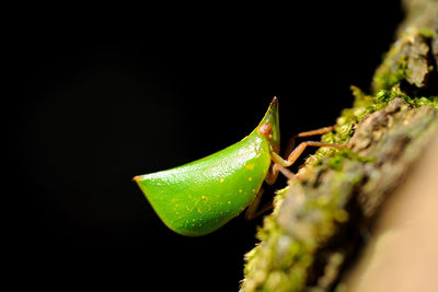 Close-up of insect on leaf against black background