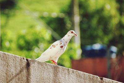 Close-up of bird perching on wall