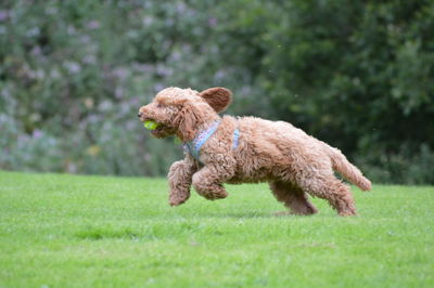 Low angle view of puppy running on grass