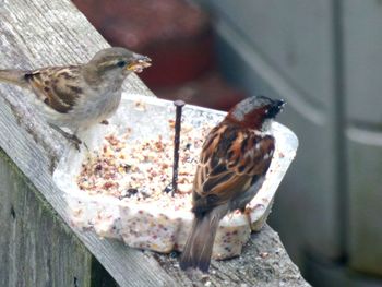 Close-up of birds perching on wood