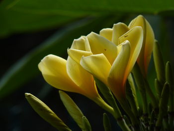 Close-up of yellow flowering plant