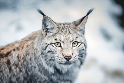 Close-up of lynx