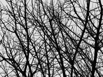 Low angle view of bare trees against sky