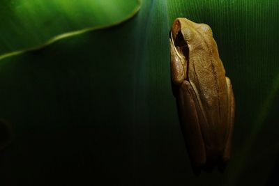 Close-up of lizard on leaf