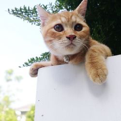 Close-up portrait of cat