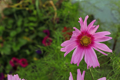 Close-up of pink flower