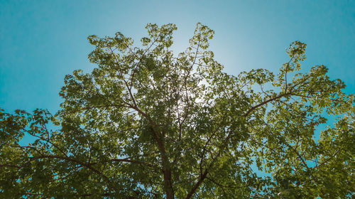 Low angle view of tree against blue sky