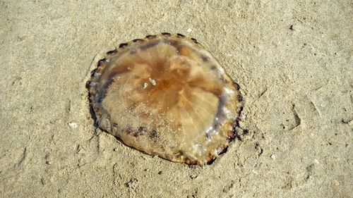 Close-up of seashell on beach