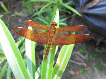 Close-up of dragonfly on plant