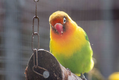 Close-up of parrot