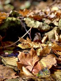 Close-up of dry maple leaves on tree