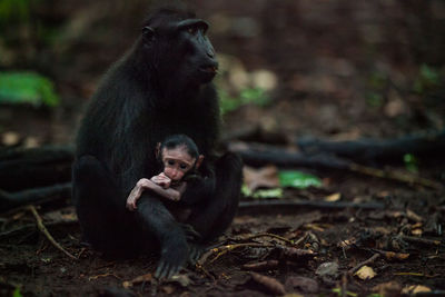 Two people sitting on land in forest