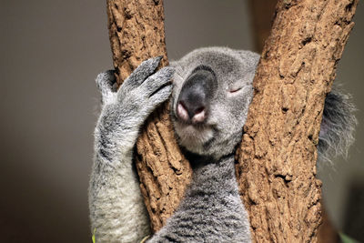 Close-up of a koala sleeping on tree trunk