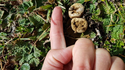 Close-up of hand holding plant