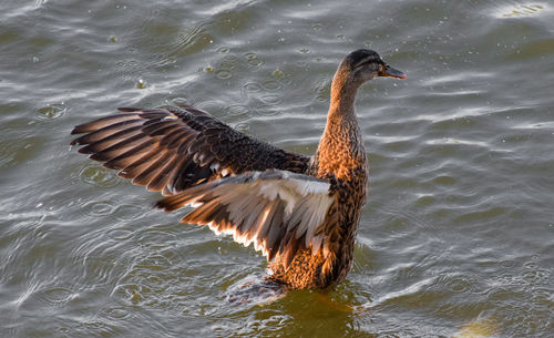 Duck swimming in lake