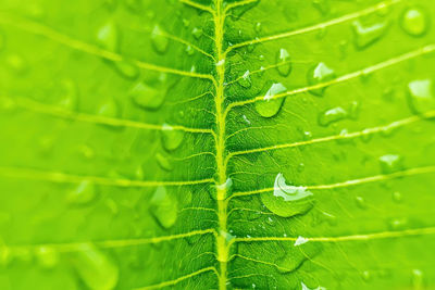 Close-up of green leaves