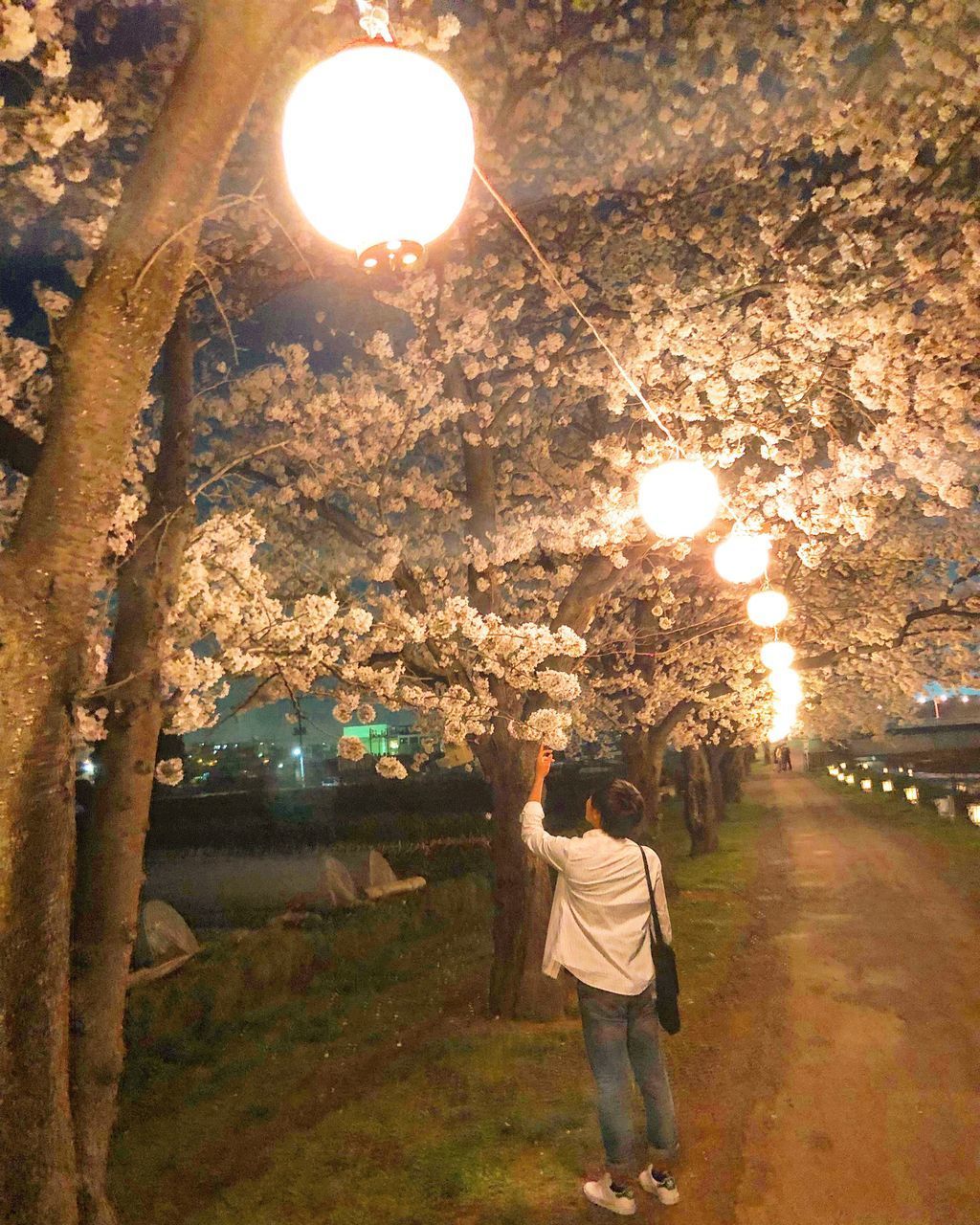 REAR VIEW OF MAN STANDING BY ILLUMINATED TREE AT SUNSET