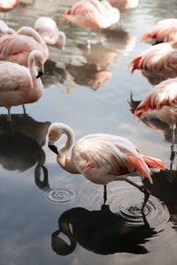 Ducks in a lake