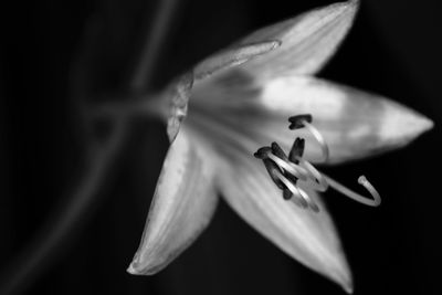 Close-up of flowers