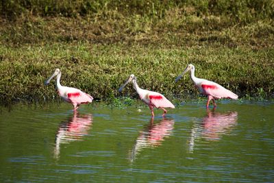 View of ducks in lake