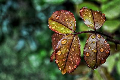 Close-up of wet plant leaves during rainy season