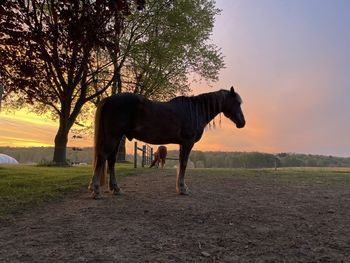 Horse standing on field