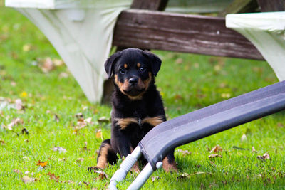 Portrait of puppy