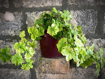 High angle view of potted plant against wall