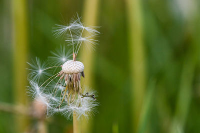 Close-up of flower against blurred background
