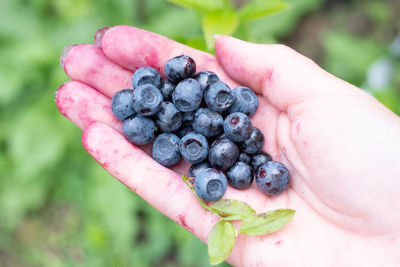 Close-up of hand holding strawberries