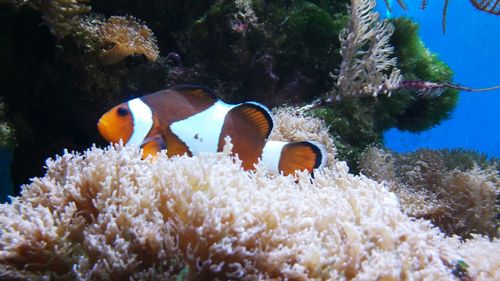 Close-up of fish in sea