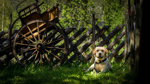 Portrait of dog sitting on grass