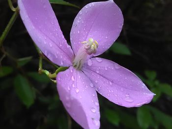 Close-up of water drops on pink flower