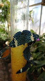 Close-up of yellow butterfly