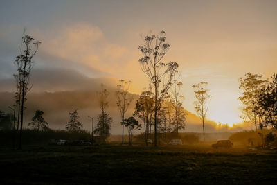 Plants growing on land against sky during sunset