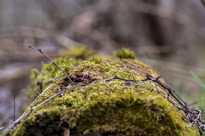 Close-up of moss growing on land