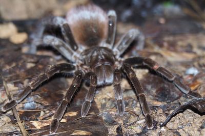 Close-up of spider