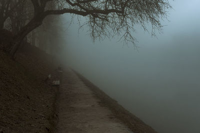 Footpath amidst bare trees during foggy weather