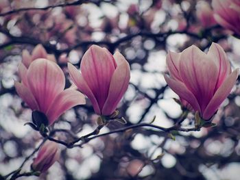 Close-up of pink flower