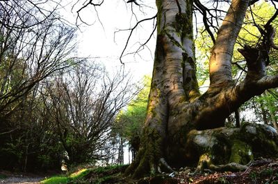 Low angle view of trees in forest