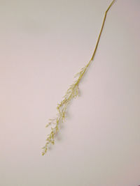 Close-up of plant against white background