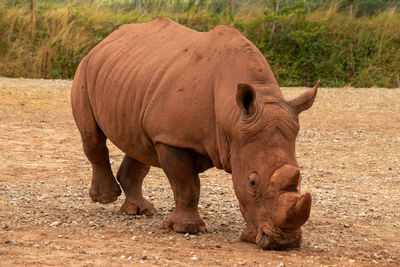 White rhinoceros - south lakes safari park, cumbria, uk