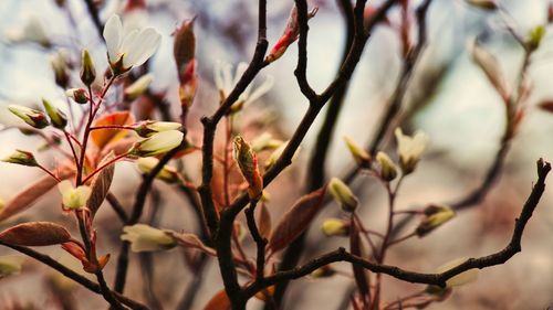 Close-up of flowering plant