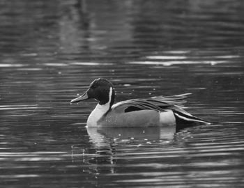 Close-up of duck swimming in lake