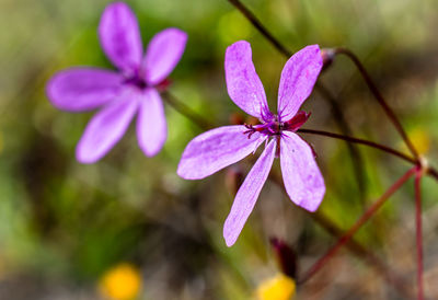 Close-up of purple flower